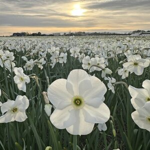 Fam. Flower Farm Narcis - Polar Ice