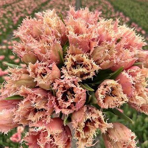 Fam. Flower Farm Tulp - Paleis het Loo