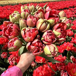 Fam. Flower Farm Tulp - Asian Beauty