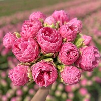 Tulp - Strawberry Cream