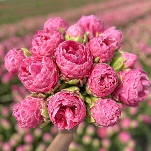 Fam. Flower Farm Tulp - Strawberry Cream