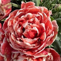 Tulp - Coventry