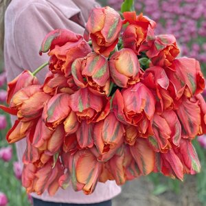 Fam. Flower Farm Tulp - Avignon Parrot