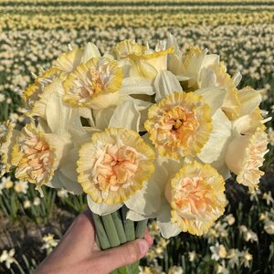 Fam. Flower Farm Narcis - Petit Four