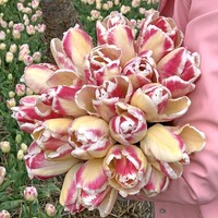 Tulp - Blushing Parrot