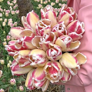 Fam. Flower Farm Tulp - Blushing Parrot