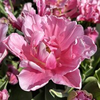 Tulp - Mama Mia