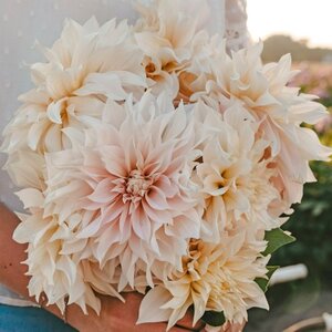 Fam. Flower Farm Dahliaknol - Cafe au Lait