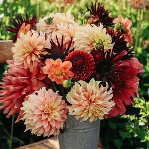 Fam. Flower Farm Dahliaknol - Mix Autumn