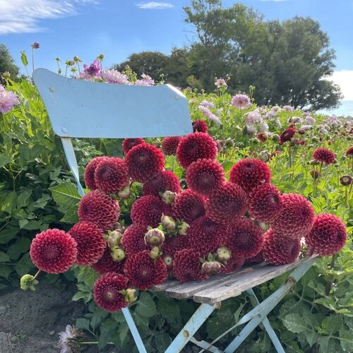 Fam. Flower Farm Fam. Flower Farm - Dahliaknol - Mix Autumn Fam. Flower Farm Fam. Flower Farm - Dahliaknol - Mix Autumn