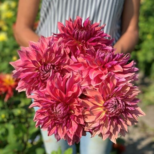 Fam. Flower Farm Fam. Flower Farm - Dahliaknol - Mix Autumn Fam. Flower Farm Fam. Flower Farm - Dahliaknol - Mix Autumn