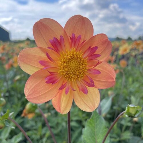 Fam. Flower Farm Fam. Flower Farm - Dahliaknol - Mix Autumn Fam. Flower Farm Fam. Flower Farm - Dahliaknol - Mix Autumn