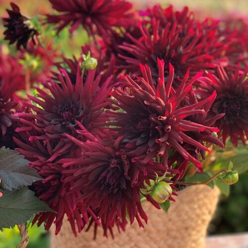 Fam. Flower Farm Fam. Flower Farm - Dahliaknol - Mix Autumn Fam. Flower Farm Fam. Flower Farm - Dahliaknol - Mix Autumn