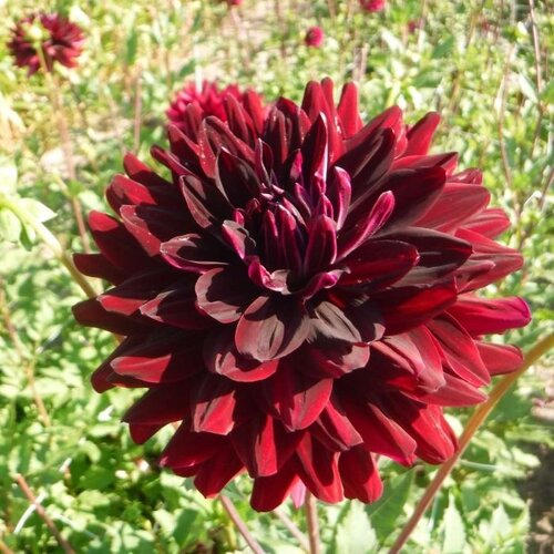 Fam. Flower Farm Fam. Flower Farm - Dahliaknol - Hollyhill Dark Beauty