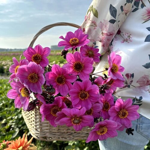 Fam. Flower Farm Fam. Flower Farm - Dahliaknol - HS Juliet Fam. Flower Farm Fam. Flower Farm - Dahliaknol - HS Juliet