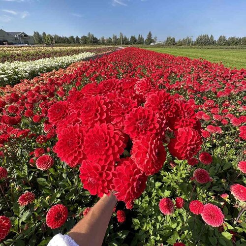 Fam. Flower Farm Fam. Flower Farm - Dahliaknol - Red Cap Fam. Flower Farm Fam. Flower Farm - Dahliaknol - Red Cap