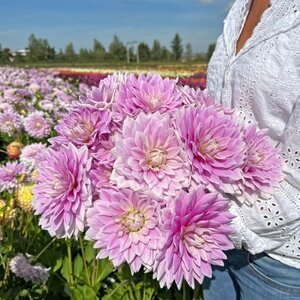 Fam. Flower Farm Dahliaknol - Ferncliff Inspiration