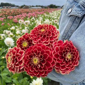 Fam. Flower Farm Dahliaknol - Jowey Hubert