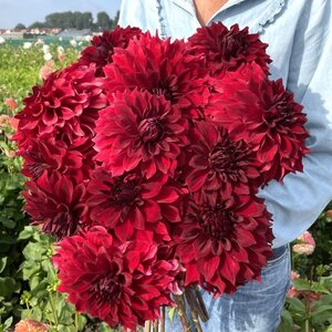 Fam. Flower Farm Dahliaknol - Mingus Alex