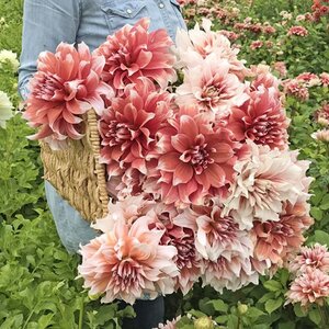 Fam. Flower Farm Dahliaknol - Frost Nip
