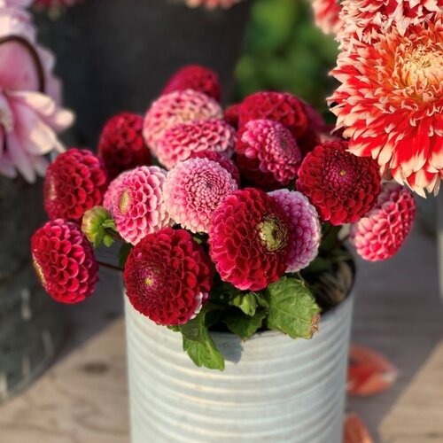 Fam. Flower Farm Fam. Flower Farm - Dahliaknol - Chick A Dee Fam. Flower Farm Fam. Flower Farm - Dahliaknol - Chick A Dee