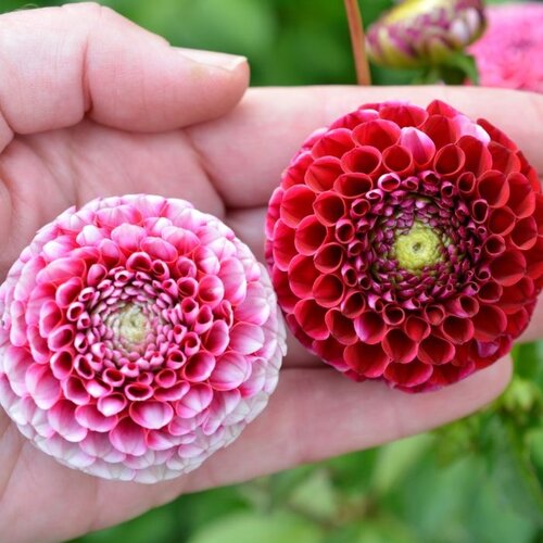 Fam. Flower Farm Fam. Flower Farm - Dahliaknol - Chick A Dee Fam. Flower Farm Fam. Flower Farm - Dahliaknol - Chick A Dee