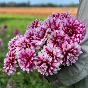 Fam. Flower Farm Dahliaknol - Patches