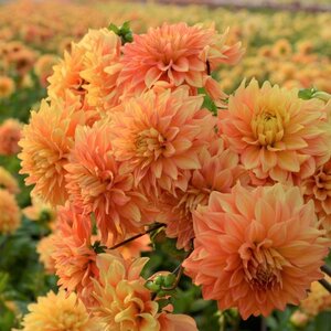 Fam. Flower Farm Dahliaknol - Neon Splendor