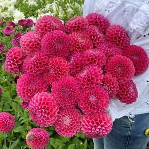 Fam. Flower Farm Dahliaknol - Jowey Frambo