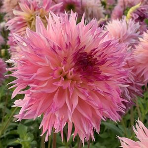 Fam. Flower Farm Dahliaknol - Nenekazi