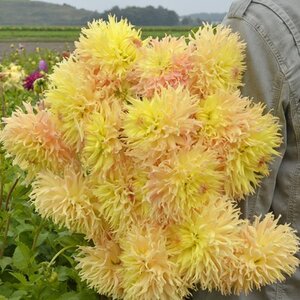 Fam. Flower Farm Dahliaknol - Mingus Joshua