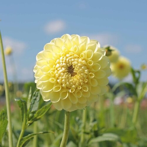 Fam. Flower Farm Fam. Flower Farm - Dahliaknol - Jowey Martina Fam. Flower Farm Fam. Flower Farm - Dahliaknol - Jowey Martina