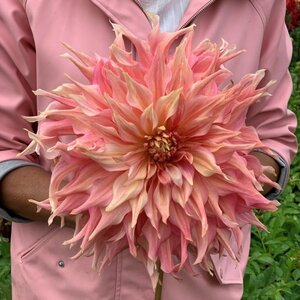 Fam. Flower Farm Dahliaknol - Penhill Watermelon
