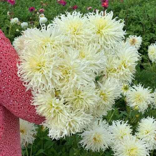 Fam. Flower Farm Fam. Flower Farm - Dahliaknol - Tsuko Yori No Shisha Fam. Flower Farm Fam. Flower Farm - Dahliaknol - Tsuko Yori No Shisha