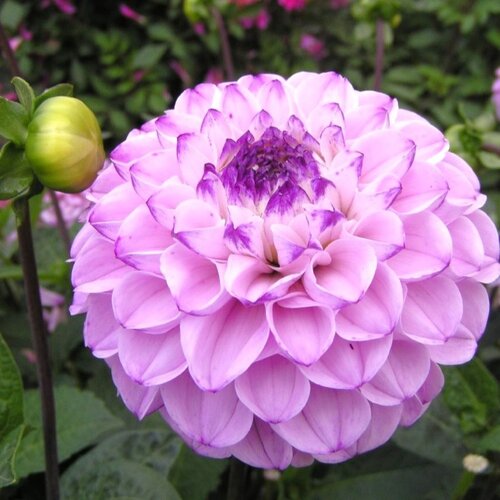 Fam. Flower Farm Fam. Flower Farm - Dahliaknol - Genova