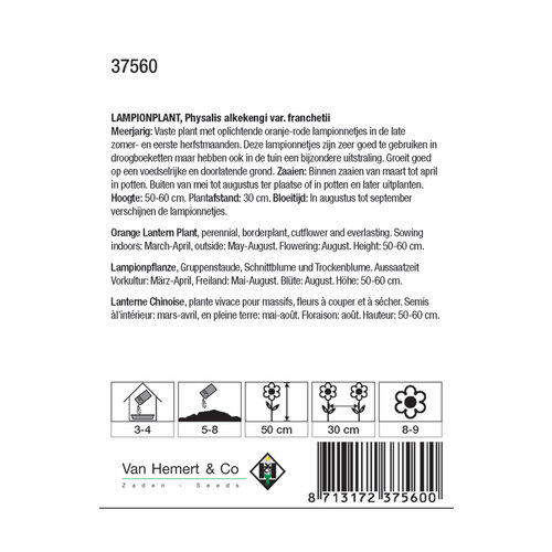 Van Hemert & Co Zaden Lampionplant - Physalis alkekengi franchetii Van Hemert & Co Zaden Lampionplant - Physalis alkekengi franchetii