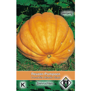 Van Hemert & Co Zaden Reuzen Pompoen
