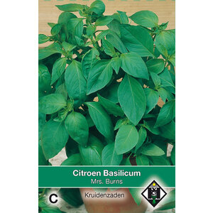 Van Hemert & Co Zaden Citroen Basilicum