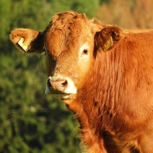 (H)eerlijk Limousin Rundvlees van eigen boerderij!