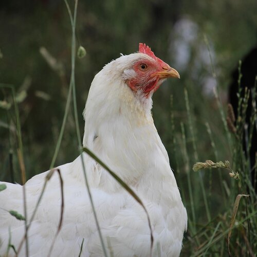 Scharrel kippen- & kalkoenvlees