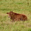 (H)eerlijk Boerderijvlees
