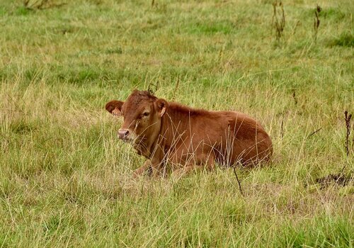 (H)eerlijk Boerderijvlees