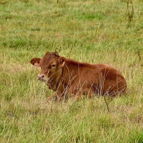 (H)eerlijk Boerderijvlees