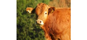 Limousin Rundvlees