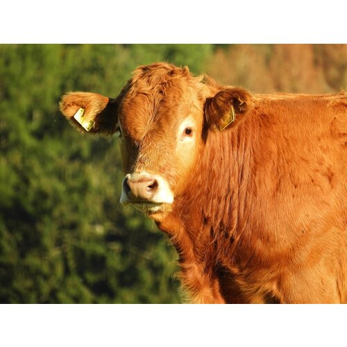 Limousin Rundvlees