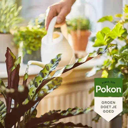 Pokon POKON - BIO Kamerplanten Voeding 1ltr.