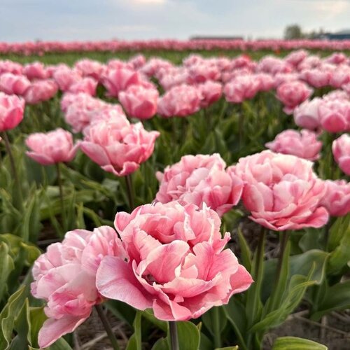 Fam. Flower Farm Tulp - Quinty Trustfull Fam. Flower Farm Tulp - Quinty Trustfull