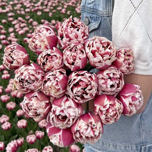 Fam. Flower Farm Bloembol - Sarana Fam. Flower Farm Bloembol - Sarana