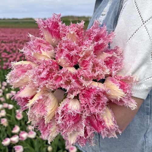 Fam. Flower Farm Bloembol - Drakensteyn Fam. Flower Farm Bloembol - Drakensteyn