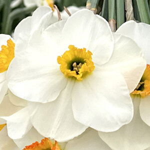 Fam. Flower Farm Narcis - Lancaster